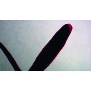 Mikroskopiske præparater: Angiospermer - Hel støvdrager (valmue)