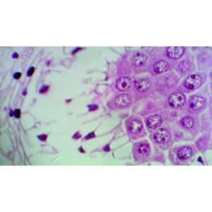 Mikroskopiske præparater: Angiospermer - Moden liljestøvknap