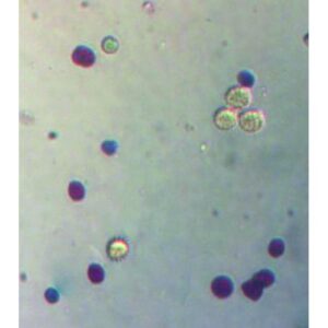 Mikroskopiske præparater: Angiospermer - Pollenblanding (lilje, bynke, katost, siv), (+ folder)