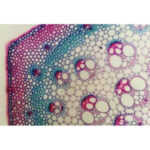 Mikroskopiske præparater: Angiospermer - Asparges eller sarsaparilla