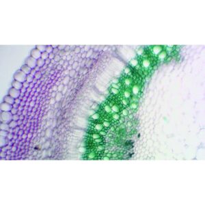 Mikroskopiske præparater: Angiospermer - Primær hyldebær (primært løvblad)