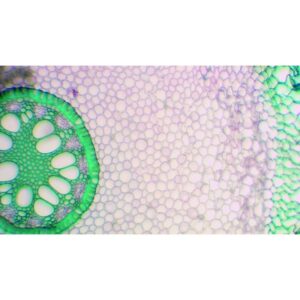 Mikroskopiske præparater: Angiospermer - Iris