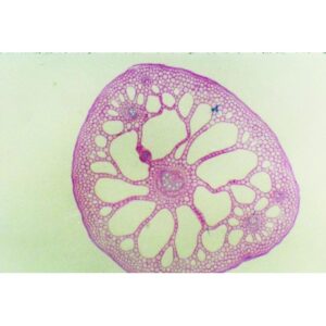 Mikroskopiske præparater: Angiospermer - Nøkkerose