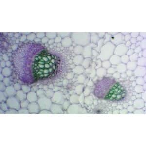 Mikroskopiske præparater: Angiospermer - Gulerod: bladstilk (demonstrativ og æstetisk)