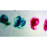 Fire farvede amøber fra "Mikroskopiske præparater: Hvirvelløse dyr - Amøber" vist på en hvid baggrund.