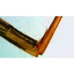 Nærbillede af Forberedelsesrutschebane: Edderkop S-ben joint under et mikroskop, der fremhæver fine hår og segmenter.