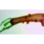 Mikroskopisk nærbillede af Forberedelsesdia: Spirende hydra, der viser sin gennemsigtige krop og flere udstrakte tentakler.