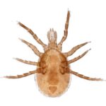 Nærbillede af Acarien vecteur de pathogenes, en brun tæge med otte ben og en oval krop på en hvid baggrund.