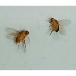 To små brune bananfluer med røde øjne og klare vinger på "Forberedelsesdia: Mand og kvinde.