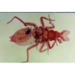 Et nærbillede oppefra og ned af en myggelarve, der viser den gennemsigtige krop, benene og det store hoved på en almindelig baggrund.