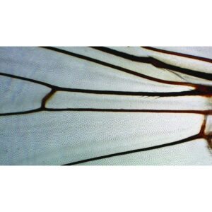 Nærbillede af Forberedelsesslide: Flyvevinge viser fine årer og delikat tekstur af en flues vinge mod en hvid baggrund.