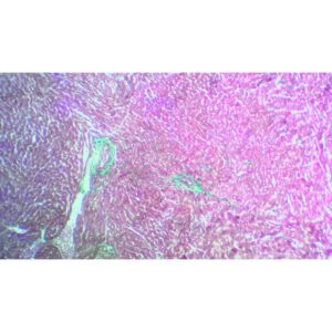 Mikroskopiske præparater: Opskæring af ungt pattedyr - Rottens hjertemuskler