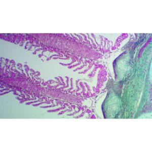 Mikroskopiske præparater: Opskæring af ungt pattedyr - Gæller, fisk