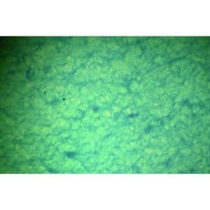 Et nærbillede af Bakteriologi viser den lysegrønne, strukturerede overflade med et ujævnt, kornet mikroskopisk mønster.