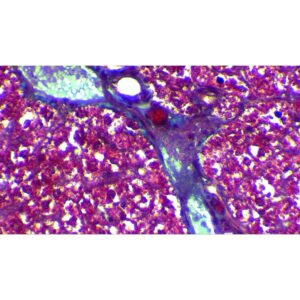 Mikroskopiske præparater: Opskæring af ungt pattedyr - Glykogen i leveren