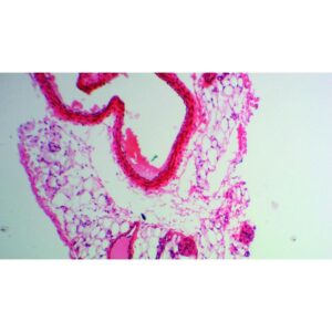 Mikroskopiske præparater: Opskæring af ungt pattedyr - Rotte-, kanin- eller fårevene