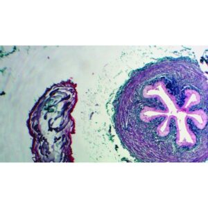 Mikroskopiske præparater: Opskæring af ungt pattedyr - Kredsløbssystemet