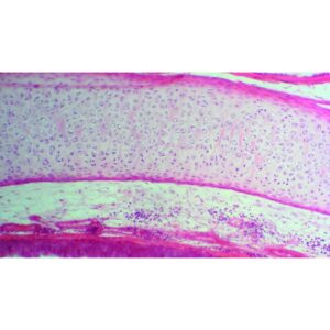 Mikroskopiske præparater: Opskæring af ungt pattedyr - Luftrør, rotte eller kanin