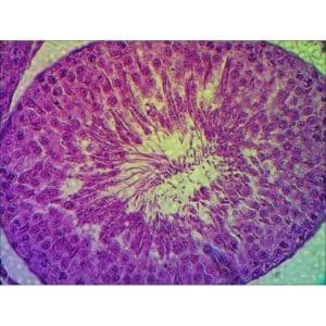 Mikroskopiske præparater: Histologi af hvirveldyr - Rotte testikel