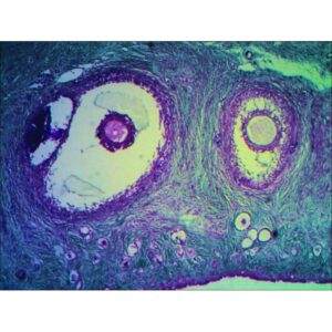 Mikroskopiske præparater: Histologi af hvirveldyr - Æggestok kat