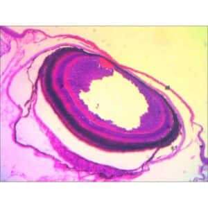 Mikroskopiske præparater: Histologi af hvirveldyr - Hele øjet (rotte)
