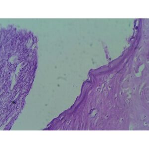 Mikroskopiske præparater: Histologi af hvirveldyr - Pattedyrs cochlea
