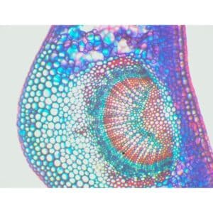 Mikroskopiske præparater: Angiospermer - Kristtorn (neglebånd og parenkym chl.) Astra blå safranin