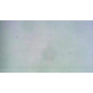 Mikroskopiske præparater: Angiospermer - Pilepollen