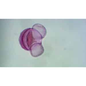 Mikroskopiske præparater: Angiospermer - Gran pollen