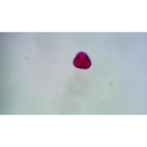 Mikroskopiske præparater: Angiospermer - Linden Pollen
