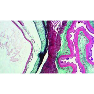 Mikroskopiske præparater: Opskæring af ungt pattedyr - Luftrør og spiserør (kanin)