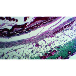 Mikroskopiske præparater: Histologi af hvirveldyr - Hud, der viser indsættelse af hår