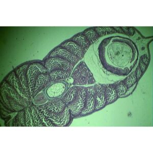Mikroskopiske præparater: Opskæring af ungt pattedyr - Salmon trutta