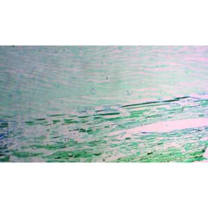 Mikroskopiske præparater: Gymnospermer - Fyrrestamme Halo-prikkede tracheider