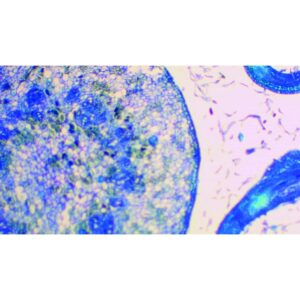 Mikroskopiske præparater: Angiospermer -  Vegetativ spids ungt aspargesskud