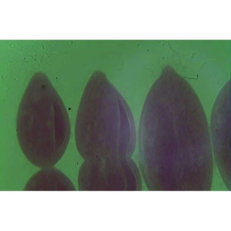 lmc19 - LabDidakt.dk Fire forberedelsesglas: Protozoer Paramec, lilla og ovale, fremstår slørede på en grønlig gennemskinnelig baggrund.