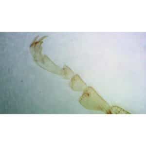 Nærbillede af den gennemsigtige, segmenterede Forberedelsesglide: Insektben med leddelte sektioner og en tanglignende spids.