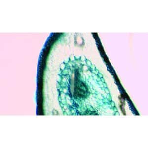 Mikroskopiske præparater: Gymnospermer -Fyrretræsblad