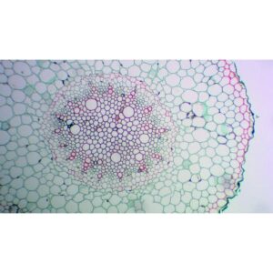 Mikroskopiske præparater: Angiospermer -  Hvede rod