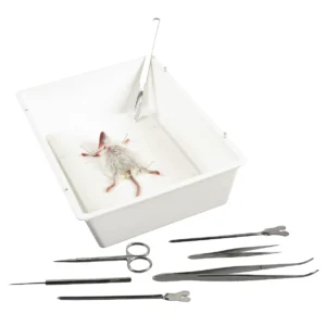 En dissekeret mus er fastgjort i Pak dissektionsbakke og instrumenter med pincetter, sakse og sonder i nærheden.