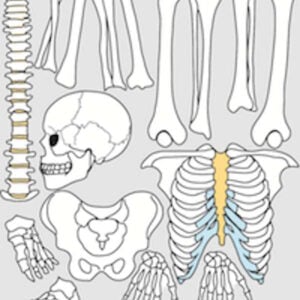 Skeletdele, magnetisk