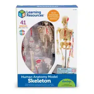 Skelet (mini)