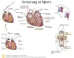 Undersøg et hjerte i biologi