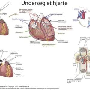 Undersøg et hjerte i biologi