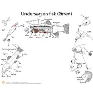 Underlag med tegninger til dissektion af fisk i biologi undervisningen