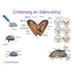 undersøg en blåmusling i biologi timerne