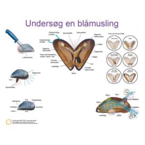undersøg en blåmusling i biologi timerne