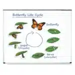 Sommerfuglens udvikling fra æg til sommerfugl. Magnetiske billeder til undervisning på Whiteboard