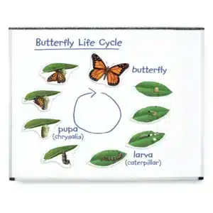 Sommerfuglens udvikling fra æg til sommerfugl. Magnetiske billeder til undervisning på Whiteboard