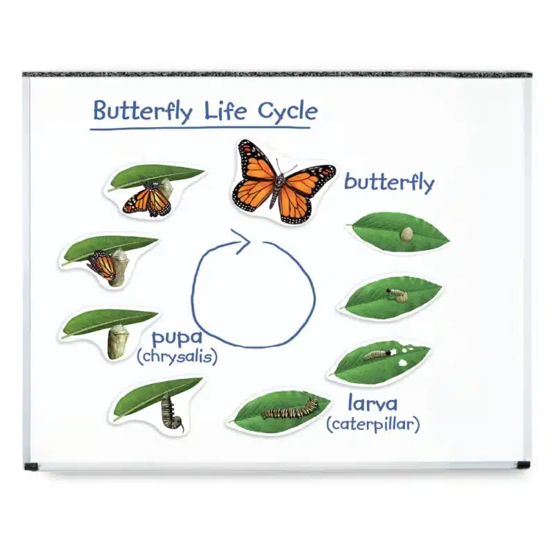 Sommerfuglens udvikling fra æg til sommerfugl. Magnetiske billeder til undervisning på Whiteboard